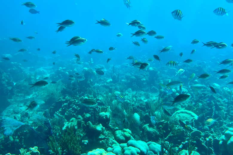 Pesci a Isla Catalina