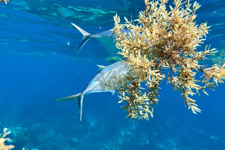 Un pesce vicino a una pianta marina