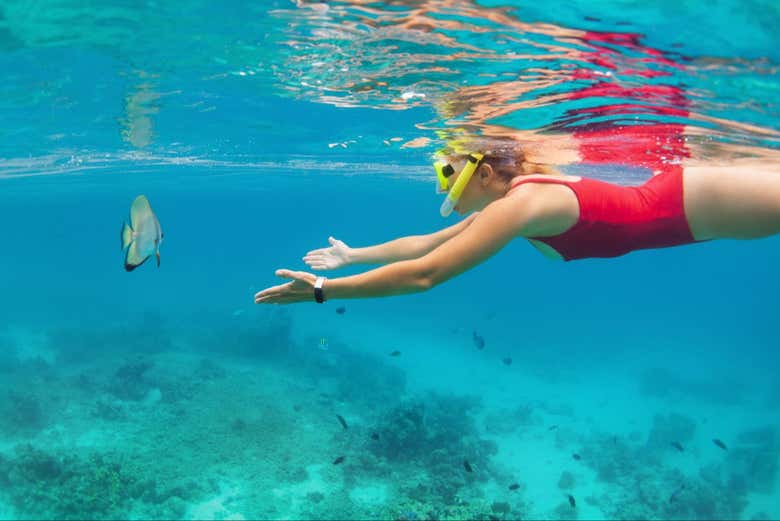 Descubriendo peces del Caribe