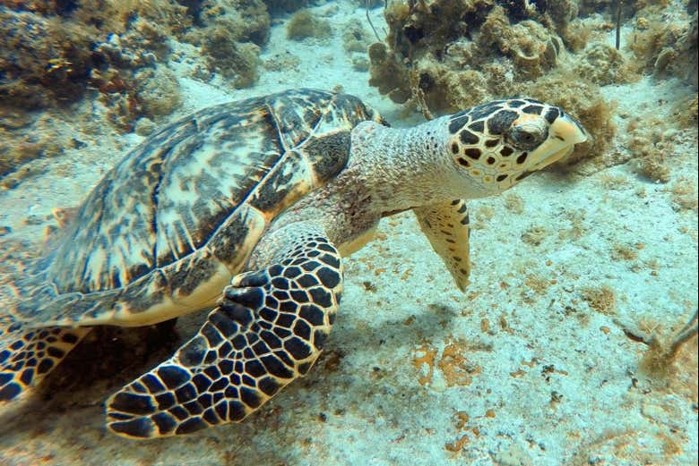 Tartaruga marinha
