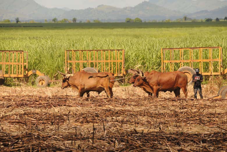 Plantaciones tradicionales en la República Dominicana