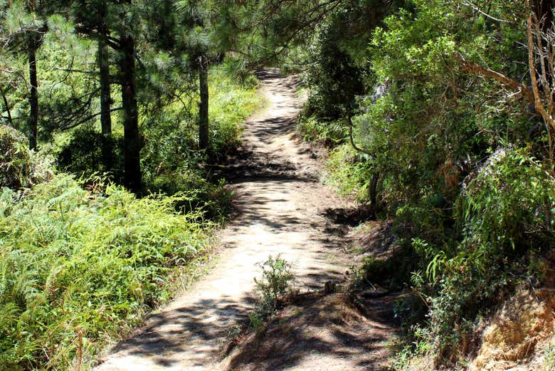 Florestas da Cordilheira Central da República Dominicana