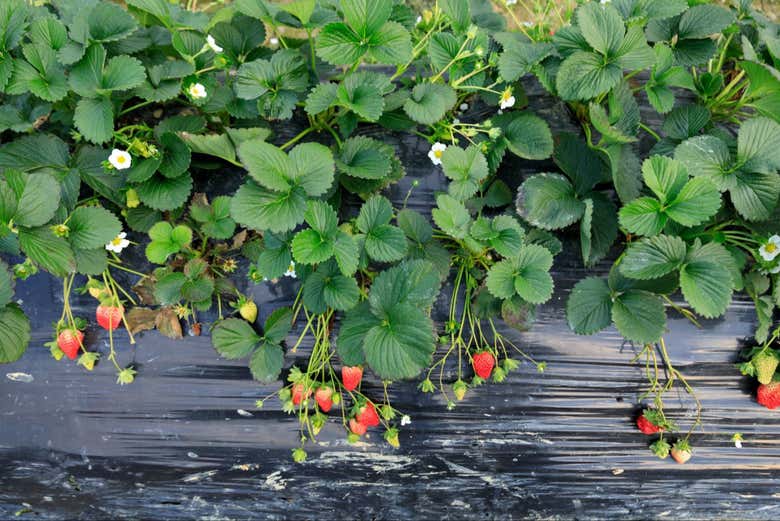 Fresas en crecimiento