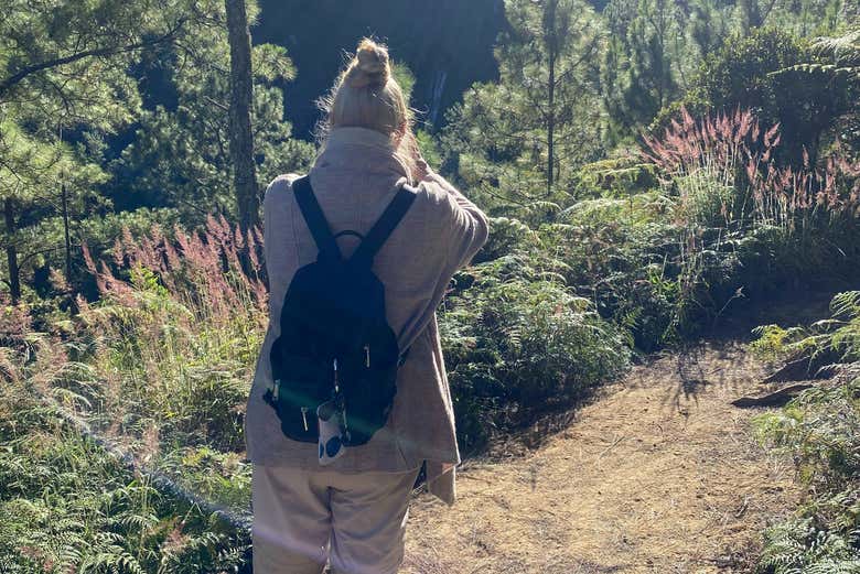 Entre el bosque de la Cordillera Central