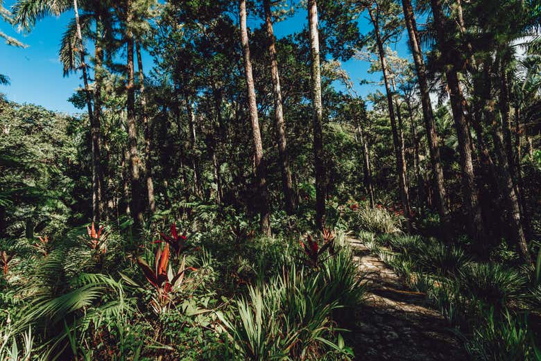 Admiraremos a flora da Cordilheira Central