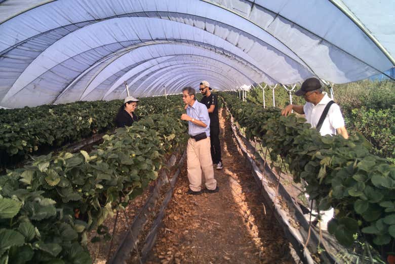 Raccogliendo fragole