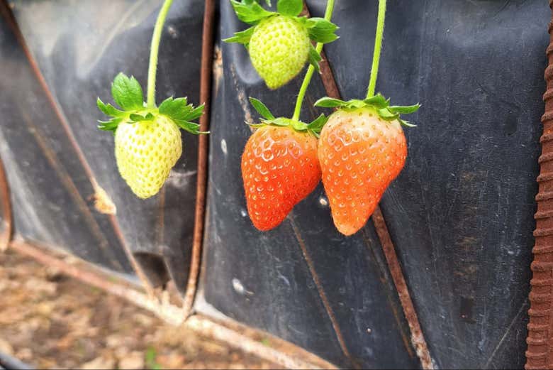 Nuevas fresas