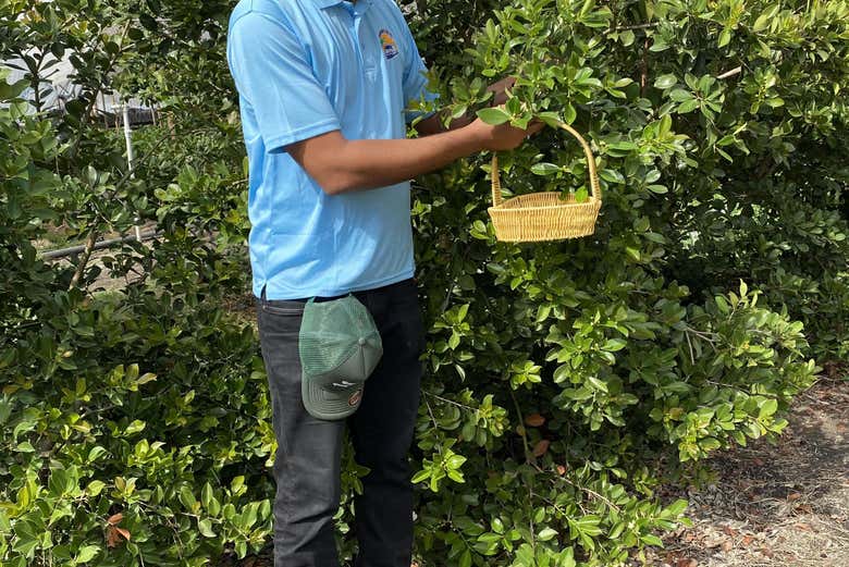 Recolectando guayaba fresas