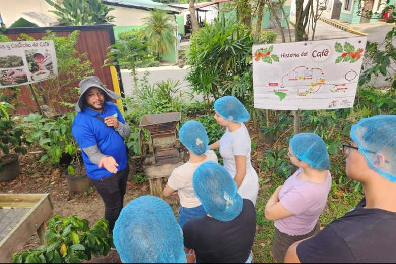 Descubriremos los secretos del café dominicano