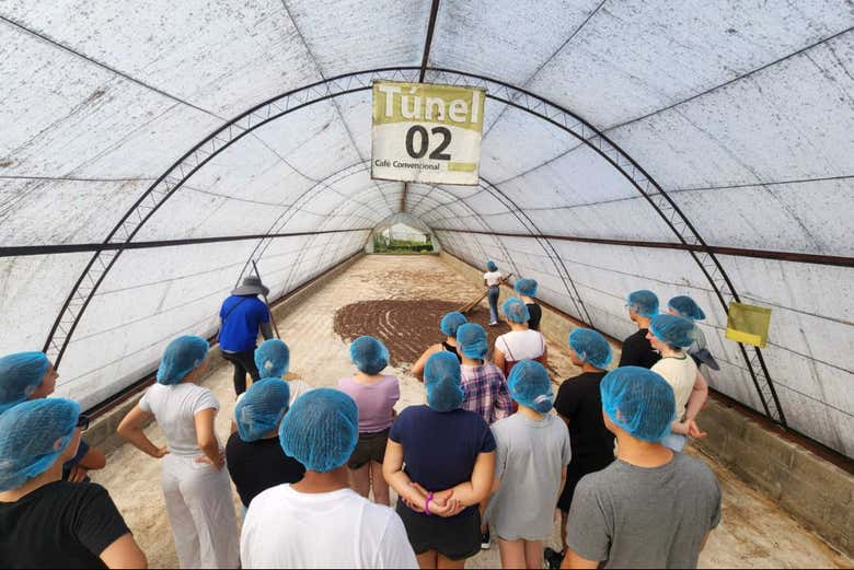 Durante la visita a la finca cafetera Monte Alto de Jarabacoa