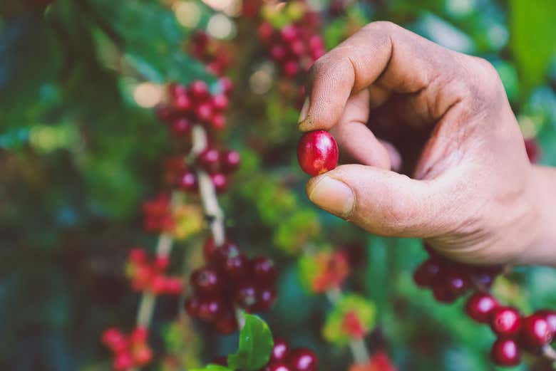 Aprendiendo sobre la cosecha de café en Jarabacoa