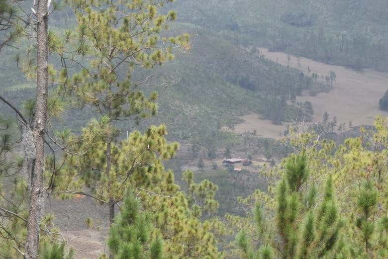 Bosques en el entorno del Pico Duarte