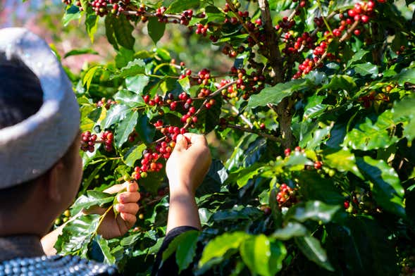 Visita à fazenda de café Monte Alto