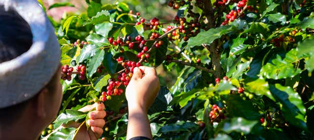 Visita à fazenda de café Monte Alto