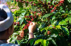 Visita a la finca de café Monte Alto