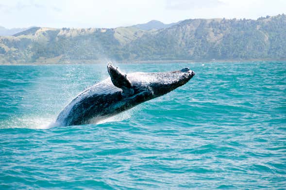 Avistamiento de ballenas en Samaná