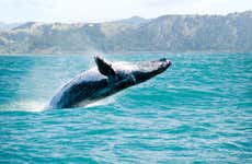 Whale Watching in Samaná
