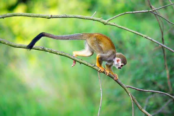 Monkeyland Day Trip