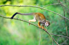 Excursão à Monkeyland