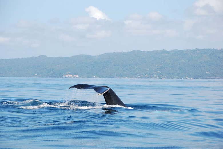 Baleias em Samaná