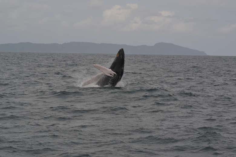 Cétacés à Samaná