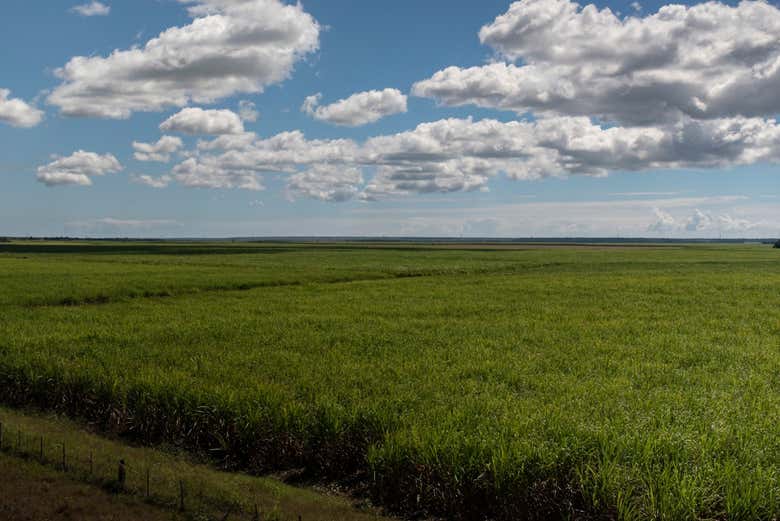 Campos de cana-de-açúcar do sul do país