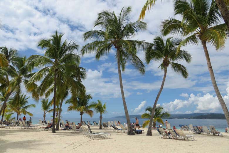 Palmier de Cayo Levantado