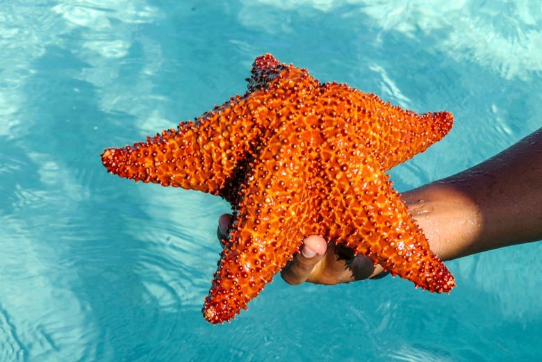 Starfish in the Caribbean