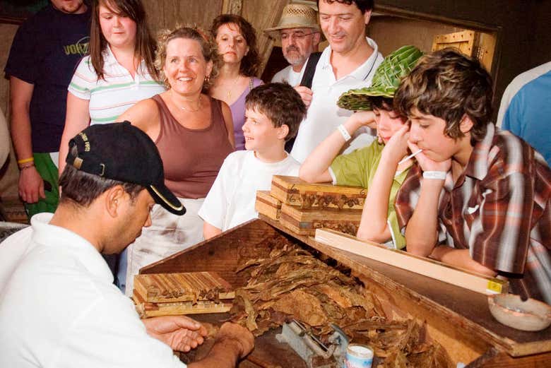 Hojas secas para fabricar los cigarrillos