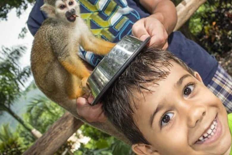 Have fun with the monkeys