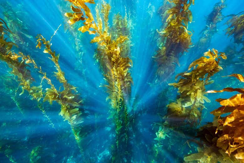Fauna marina en las cercanías de Isla Catalina