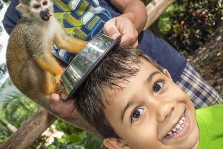 I simpatici samiri di Monkeyland