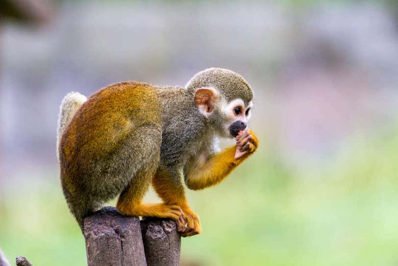 Scimmietta della Repubblica Dominicana