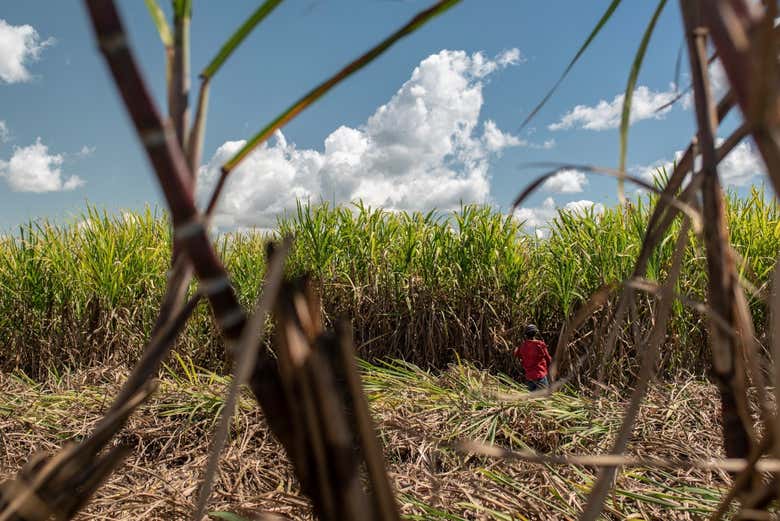 Sugar cane plantations