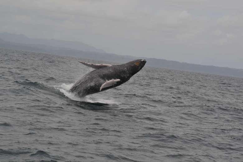 Baleine à bosse sur la baie de Samaná