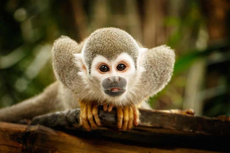 Squirrel monkey