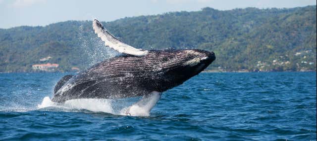 Whale Watching in Samana