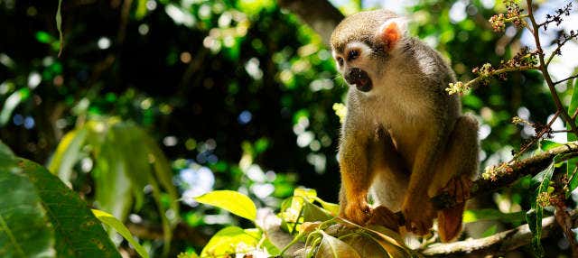 Excursión a Monkeyland