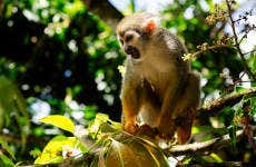 Excursão à Monkeyland