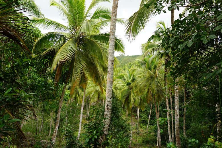 La vegetación llegando a cascada El Limón