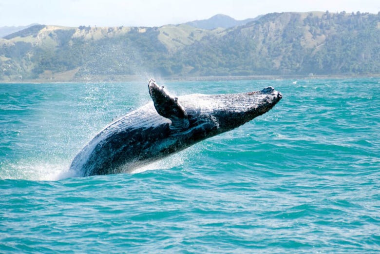 Humpback whale of Samana