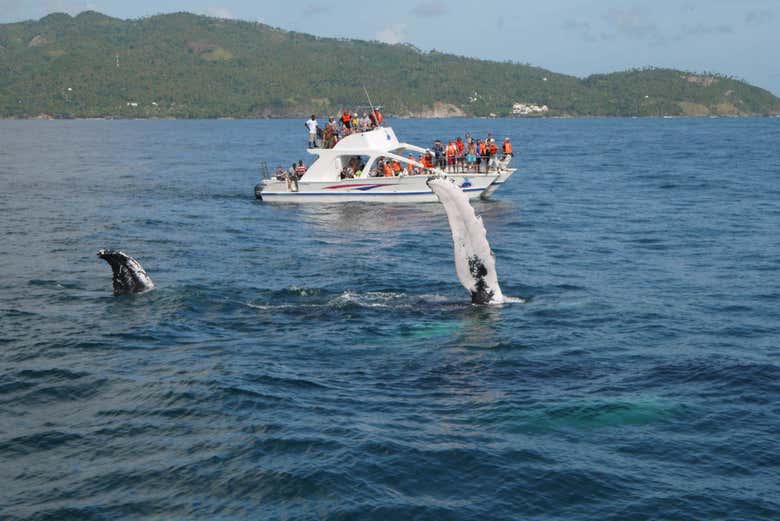 Avistando las ballenas jorobadas de Samaná