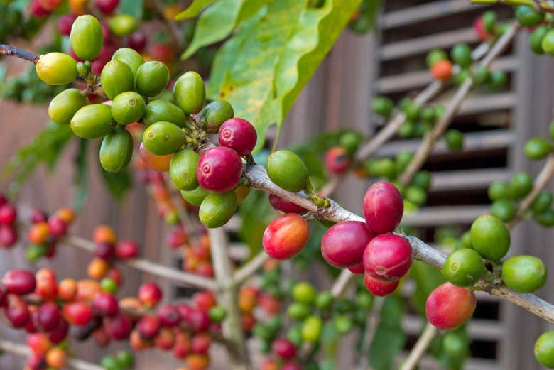 Piantagione di caffè dominicano