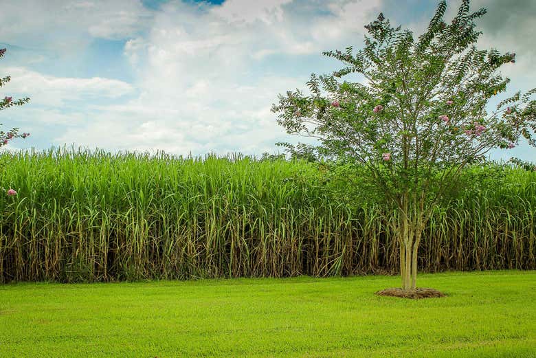 Campos de caña de azúcar en República Dominicana