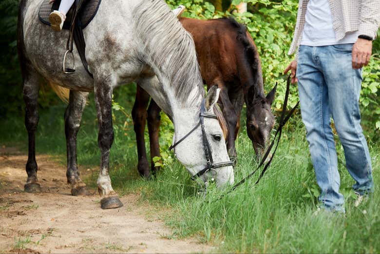 Caballos listos para el paseo