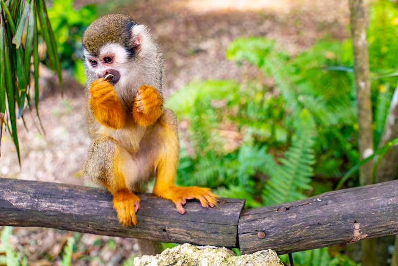 Una delle scimmie di Monkeyland