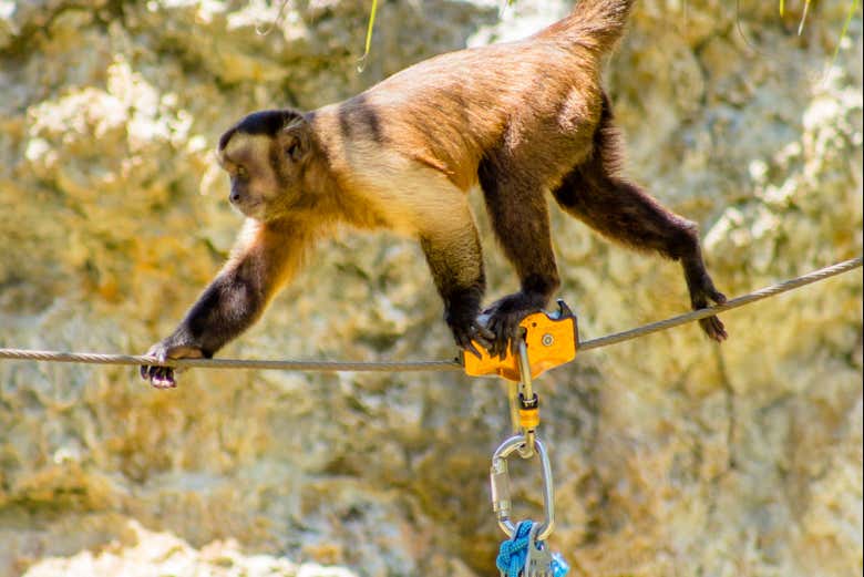 Você poderá ver diferentes espécies de macacos