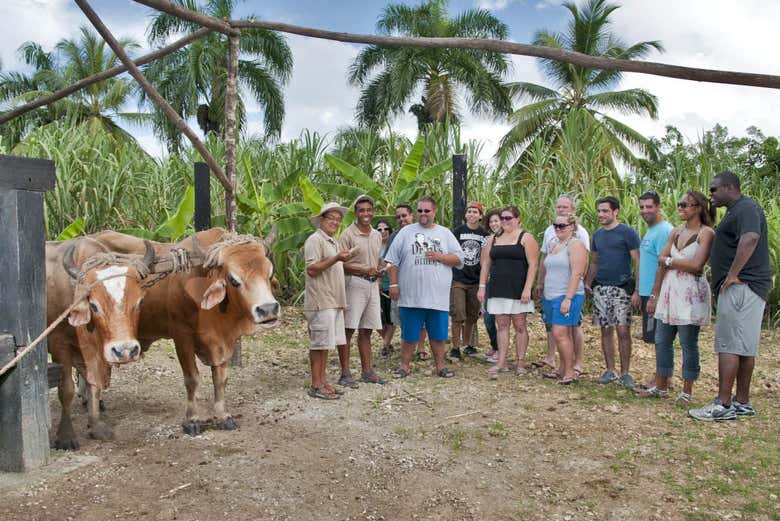 Piantagione di canna da zucchero