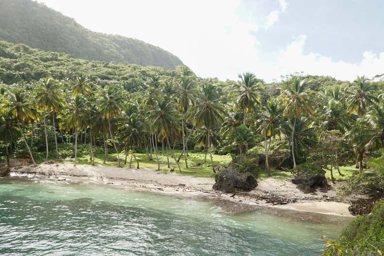 Densa vegetación de la playa Madama