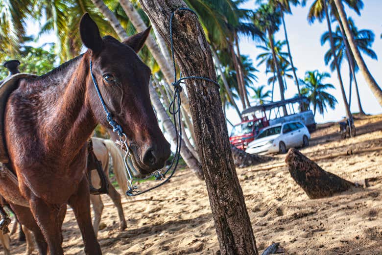 Os cavalos estão esperando por você!
